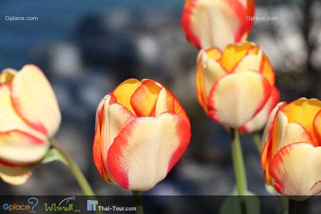 various tulip
