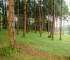 Pine plantation by the reservoir