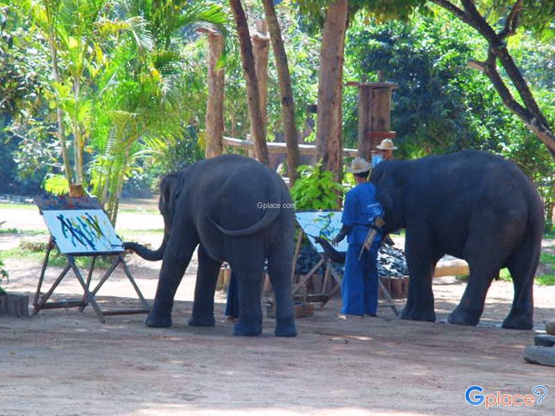 泰国大象保护中心