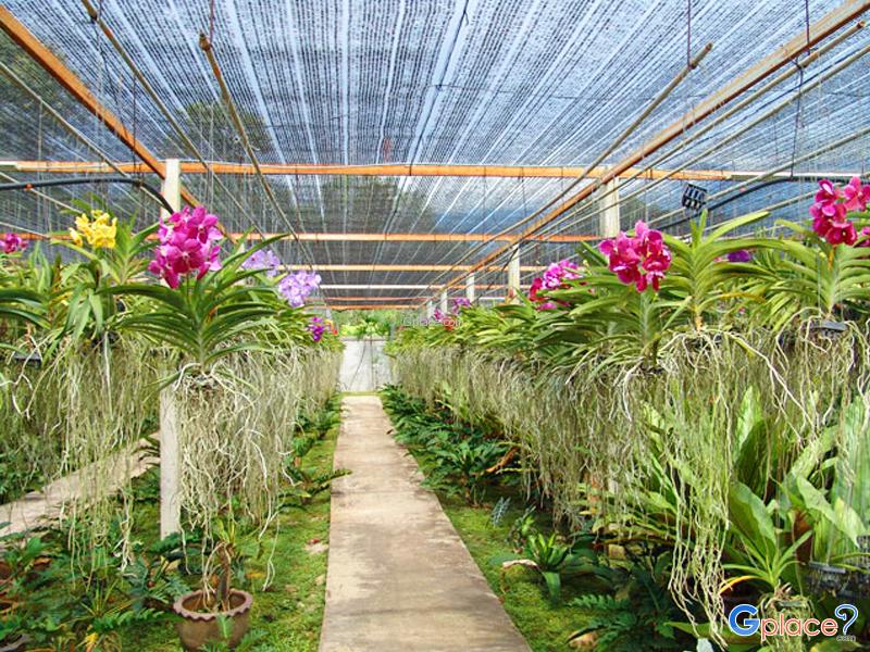 西里蓬兰花养殖园（Siriporn Orchid Farm）